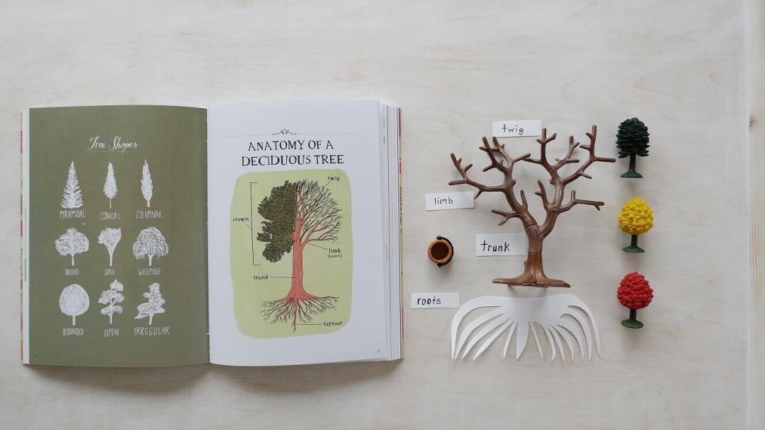 Object Lessons Tree HomeSchool Early Learning Lesson - Trees | Reaching Happy