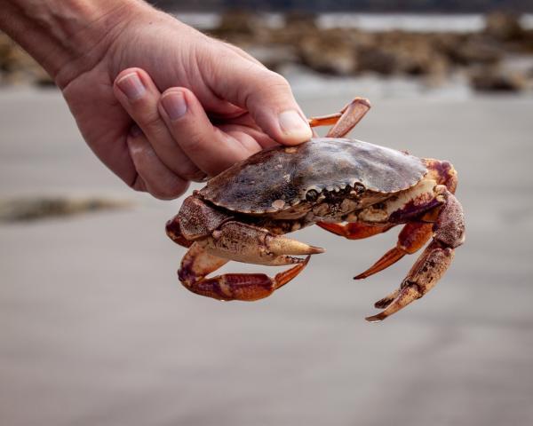 Crab Belliveau Cove Nova Scotia